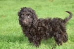 Cockapoo (reu) 43700