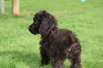Cockapoo (reu) 43700
