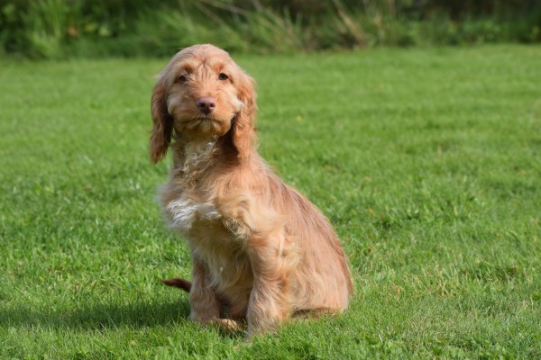 Cockapoo (reu) 44747