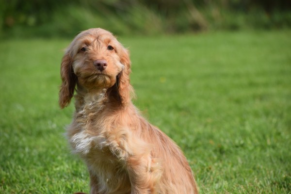 Cockapoo (reu) 44747