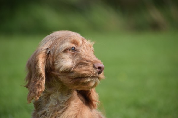 Cockapoo (reu) 44747