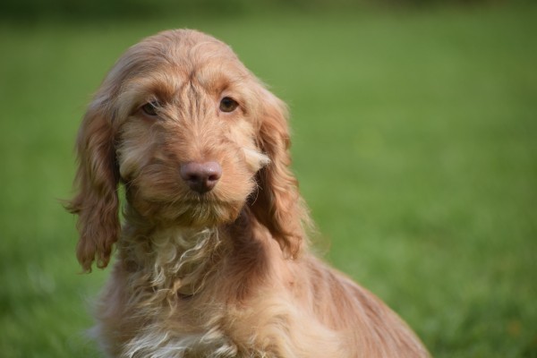 Cockapoo (reu) 44747