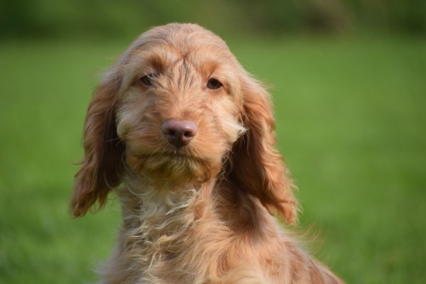 Cockapoo (reu) 44747