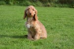 Cockapoo (reu) 44747
