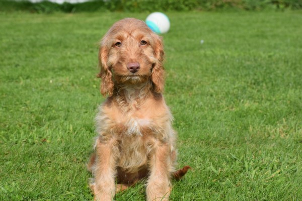 Cockapoo (reu) 44747