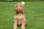 Cockapoo (reu) 44747