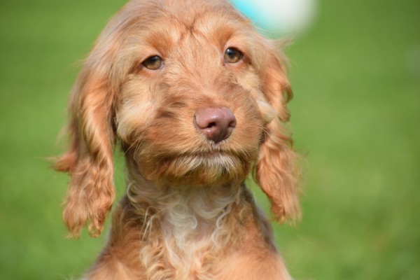 Cockapoo (reu) 44747