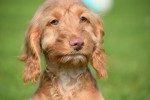 Cockapoo (reu) 44747