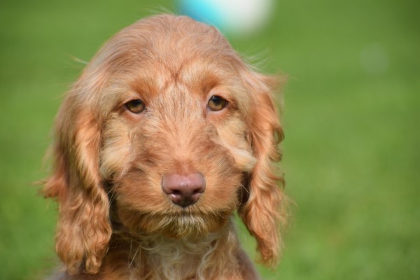 Cockapoo (reu) 44747