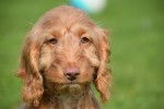 Cockapoo (reu) 44747