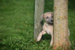 Whippet (teef) 25934