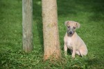 Whippet (teef) 25934