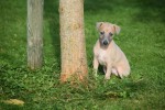Whippet (teef) 25934