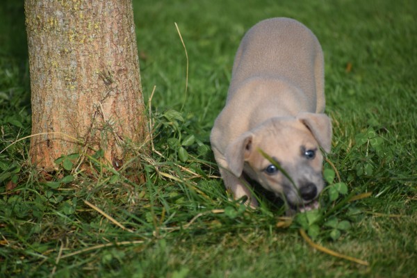 Whippet (teef) 25934