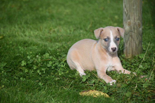 Whippet (reu) 26948
