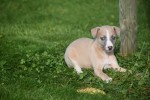 Whippet (reu) 26948