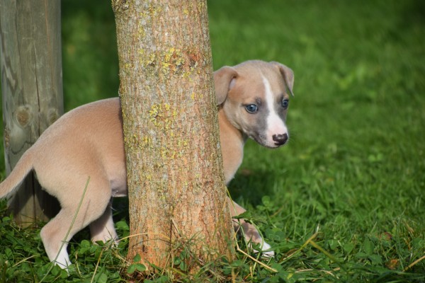 Whippet (reu) 26948