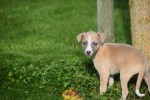 Whippet (reu) 26948
