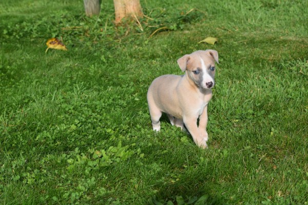 Whippet (reu) 26948