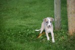 Whippet (teef) 28394