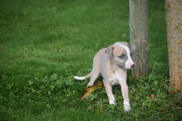 Whippet (teef) 28394