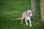 Whippet (teef) 28394