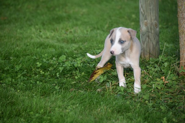 Whippet (teef) 28394