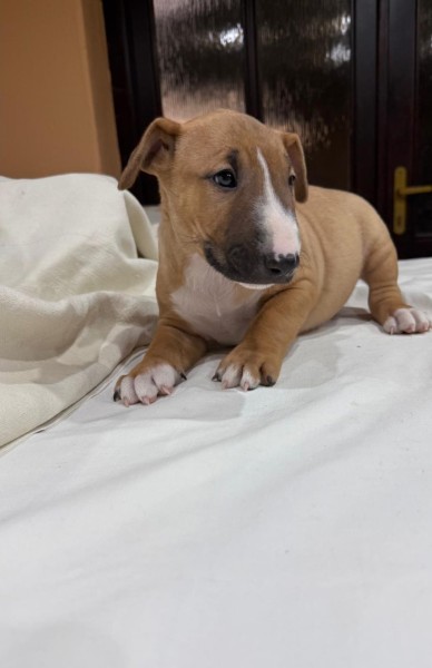 Bull terrier
