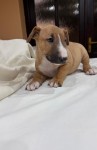 Bull terrier
