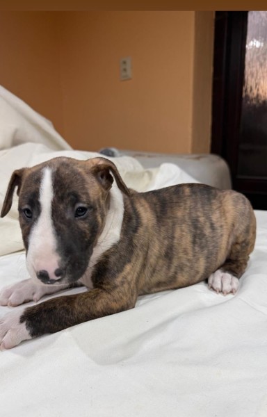 Bull terrier
