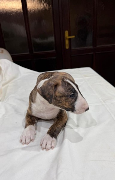 Bull terrier
