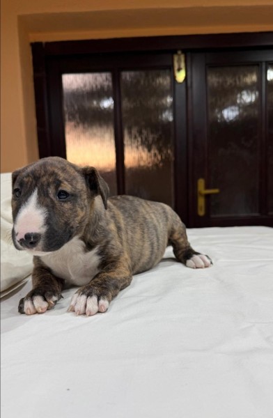 Bull terrier