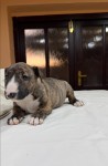 Bull terrier