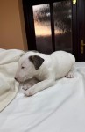 Bull terrier