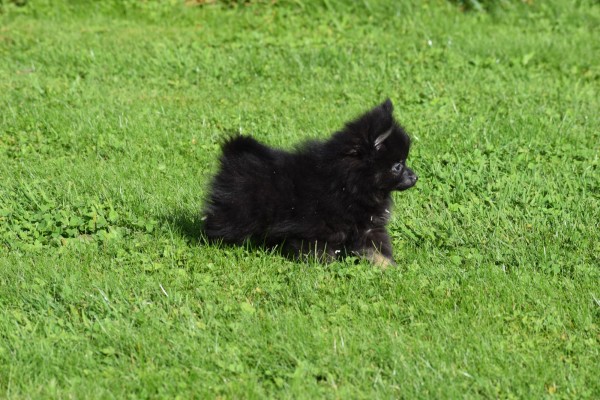 Spitz allemand (reu) 44717