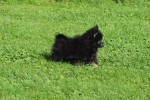 Spitz allemand (reu) 44717