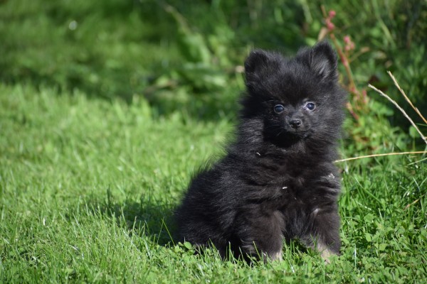 Spitz allemand (reu) 44717