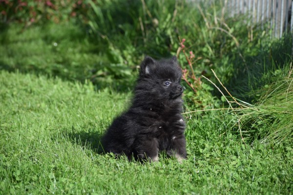 Spitz allemand (reu) 44717