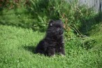 Spitz allemand (reu) 44717