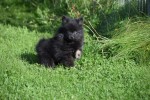 Spitz allemand (reu) 44717
