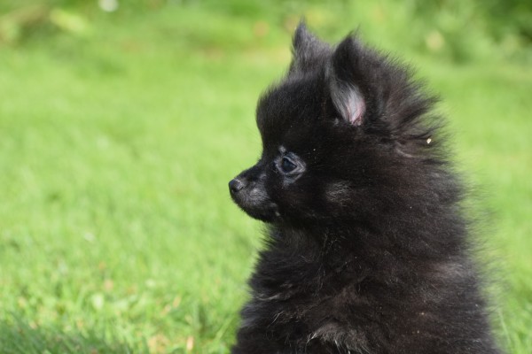 Spitz allemand (reu) 44717