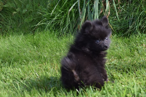 Spitz allemand (reu) 44717