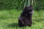Spitz allemand (reu) 44717