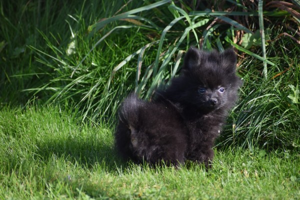 Spitz allemand (reu) 44717