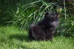 Spitz allemand (reu) 44717