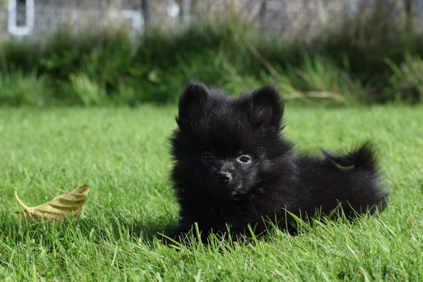 Spitz allemand (reu) 44717
