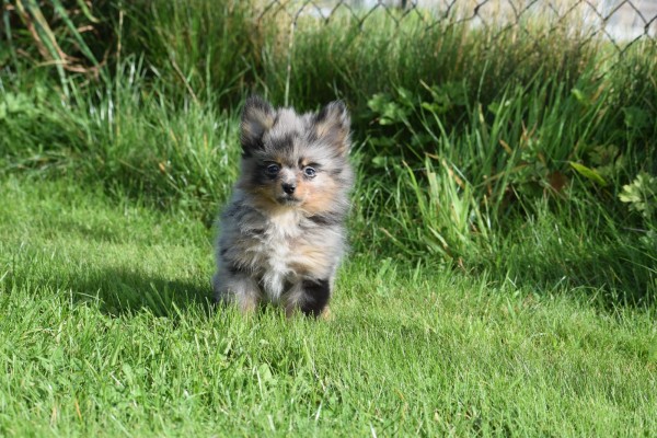 Spitz allemand (teef) 51734