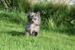 Spitz allemand (teef) 51734