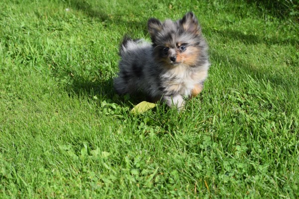 Spitz allemand (teef) 51734