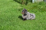 Spitz allemand (teef) 51734